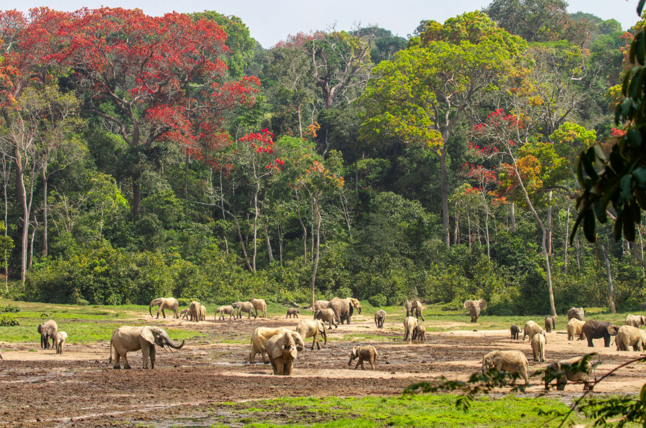 Bai Hokou (Dzanga-Sangha), Sangha-Mbaéré Prefecture, Central African Republic